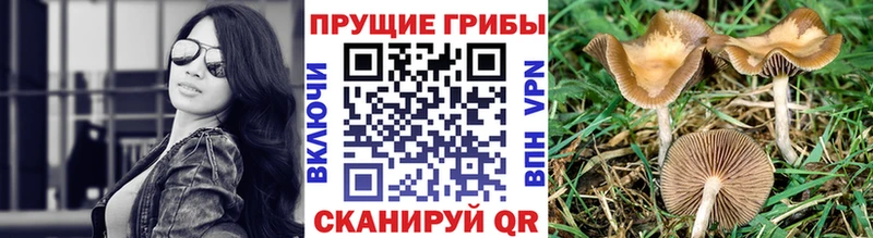 Псилоцибиновые грибы GOLDEN TEACHER  что такое наркотик  Темрюк 